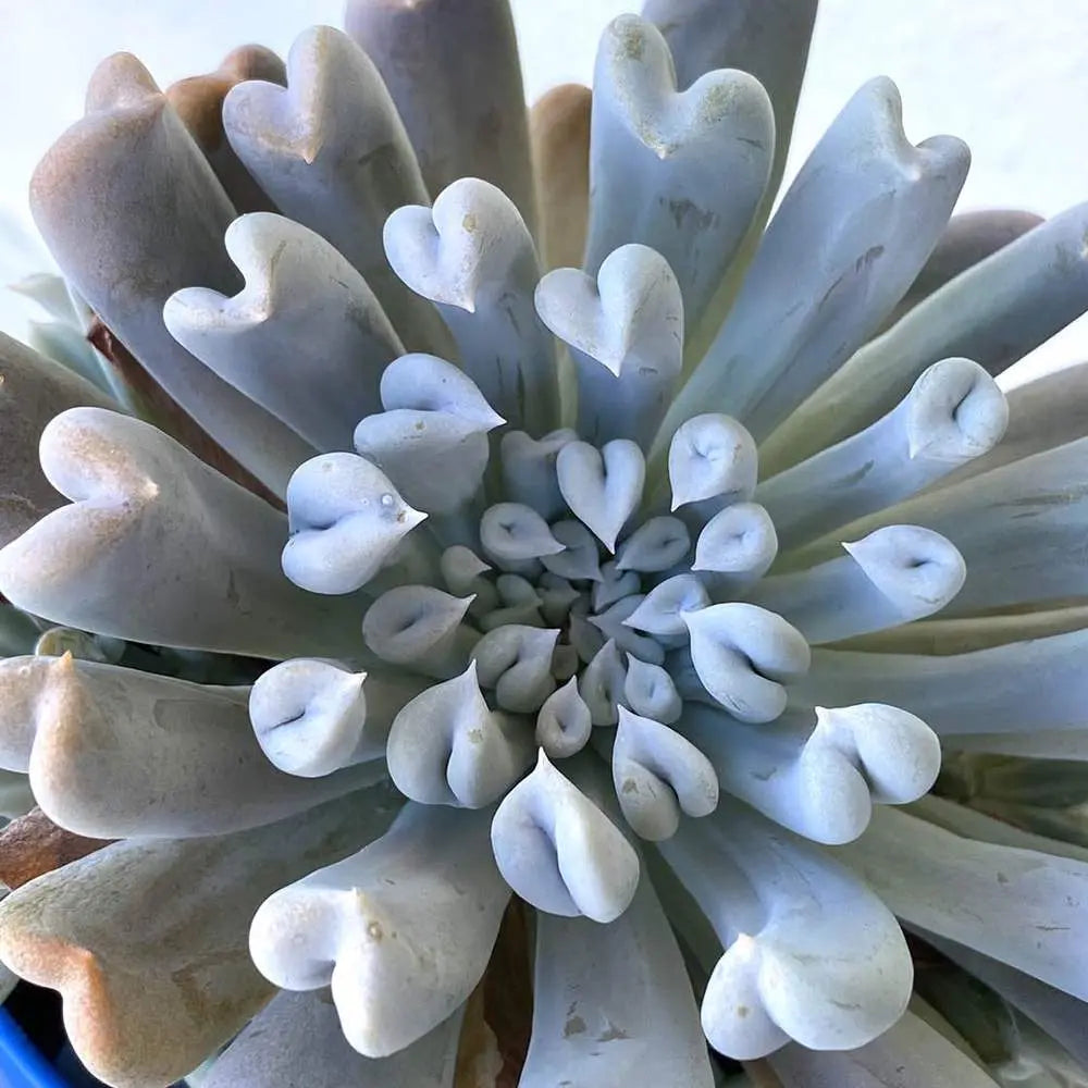 Easy Succulent to Grow (5) Five Topsy Turvy Beautiful Plant Petals (Echeveria) The Succulent Isle