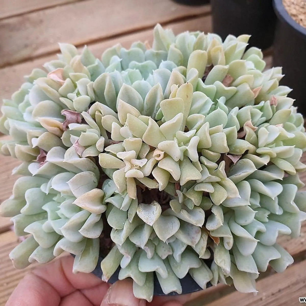 Easy Succulent to Grow (5) Five Topsy Turvy Beautiful Plant Petals (Echeveria) The Succulent Isle