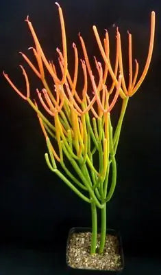 One (1) Beautiful 5&quot; Inch Firestick Pencil Cactus Cutting Succulent (Euphorbia Tirucalli) aka Milk Bush The Succulent Isle