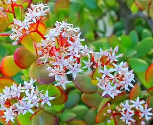 One (1) Beautiful Bright Red Tipped Jade Crassula Ovata Succulent 3-4&quot; Cutting - Great for Bonsai The Succulent Isle