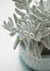 2" Senecio Haworthii Cocoon Succulent Plant Cutting Beautiful White Succulent The Succulent Isle