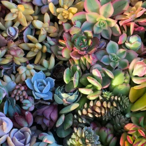 Beautiful Succulent Assortment of Ten (10) Cuttings/Rosettes Variety Pack The Succulent Isle