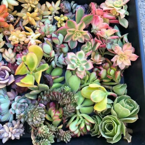 Beautiful Succulent Assortment of Ten (10) Cuttings/Rosettes Variety Pack The Succulent Isle