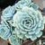 Five (5) Beautiful Echeveria Lucita Succulent Plant Petals (Echeveria Runyonii Hybrid) Pink, Blue, Purple The Succulent Isle