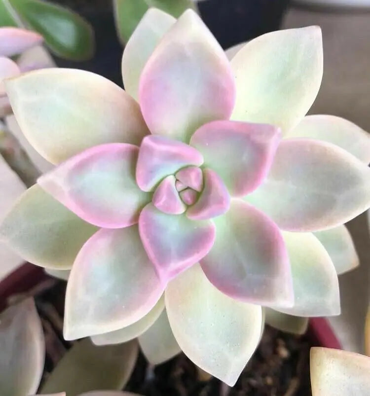 Five (5) Beautiful Ghost Plant Mother of Pearl Succulent Petals White Pink Yellow Blue Gray The Succulent Isle