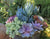 Five (5) Beautiful Pink Purple Succulent Plant Petals (Echeveria Perle von Nurnberg) The Succulent Isle