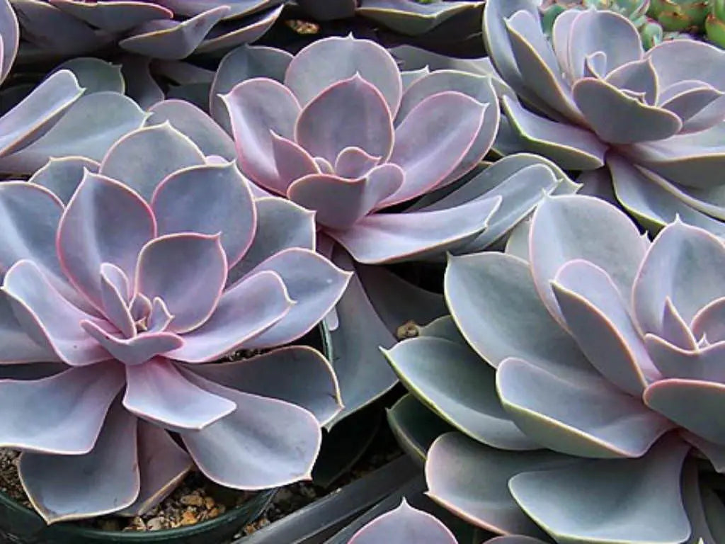 Five (5) Beautiful Pink Purple Succulent Plant Petals (Echeveria Perle von Nurnberg) The Succulent Isle