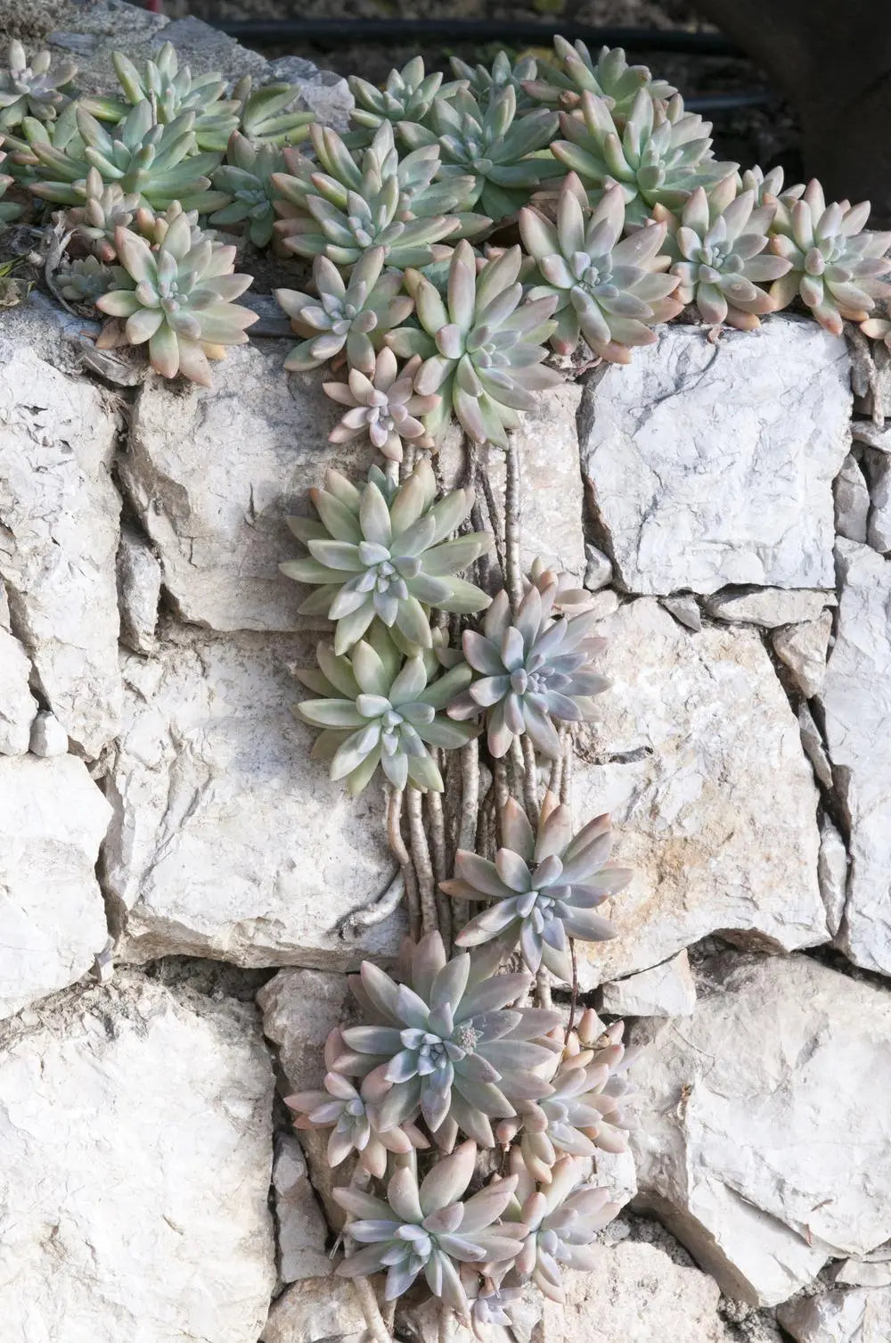 Five (5) Beautiful Starburst Succulent Plant Petals Graptosedum Francesco Baldi Darley Sunshine The Succulent Isle