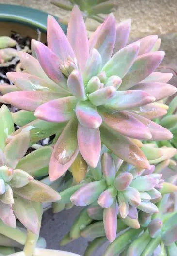 Five (5) Beautiful Starburst Succulent Plant Petals Graptosedum Francesco Baldi Darley Sunshine The Succulent Isle