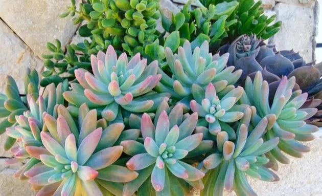 Five (5) Beautiful Starburst Succulent Plant Petals Graptosedum Francesco Baldi Darley Sunshine The Succulent Isle