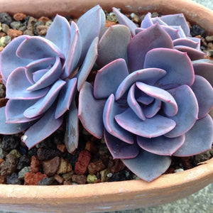 Five (5) Dusty Rose Echeveria Succulent Plant Petals - The Succulent Isle