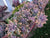 Five (5) Fred Ives Beautiful Purple Pink Orange Succulent Plant Petals (Graptoveria) The Succulent Isle