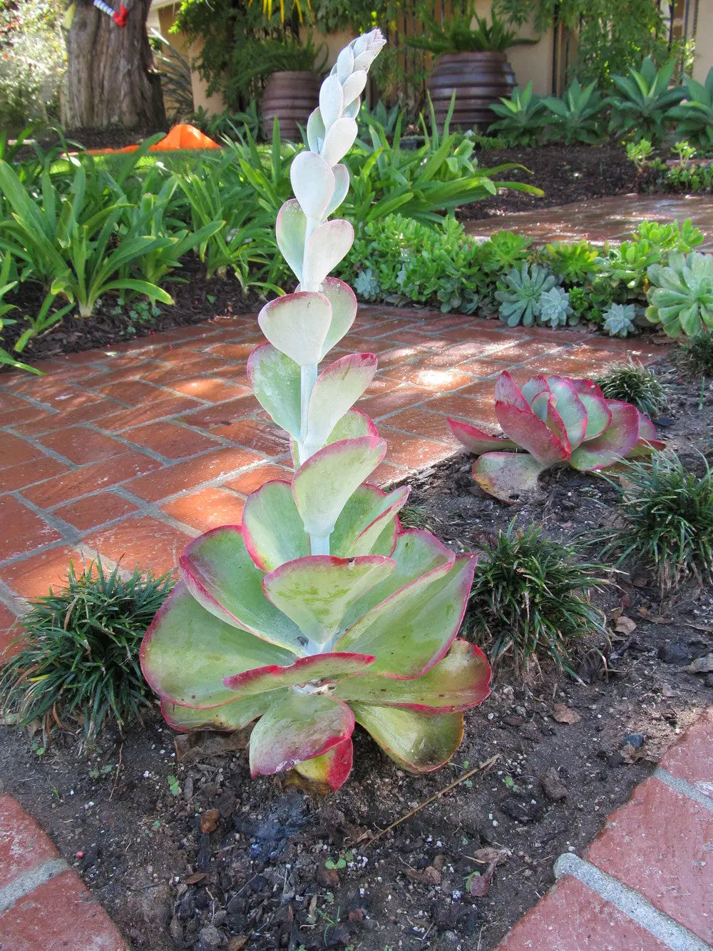 One (1) Beautiful 3&quot; Inch Flapjack Succulent - Paddle Plant Cutting (Kalanchoe Luciae) The Succulent Isle