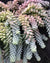 One (1) Beautiful 5" Inch Donkey's Tail Succulent Plant Fresh Cutting (Sedum Morganianum) aka Burro's Tail The Succulent Isle