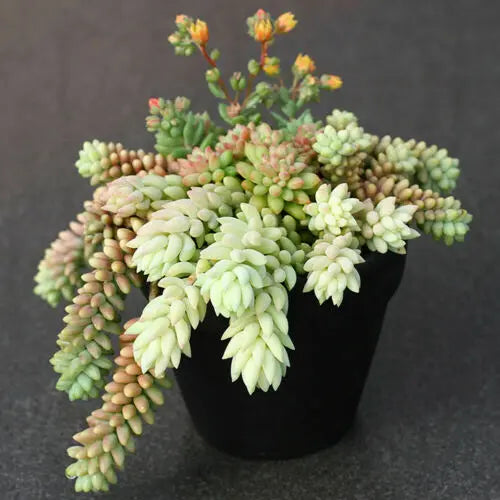 One (1) Beautiful 5&quot; Inch Donkey&#39;s Tail Succulent Plant Fresh Cutting (Sedum Morganianum) aka Burro&#39;s Tail The Succulent Isle