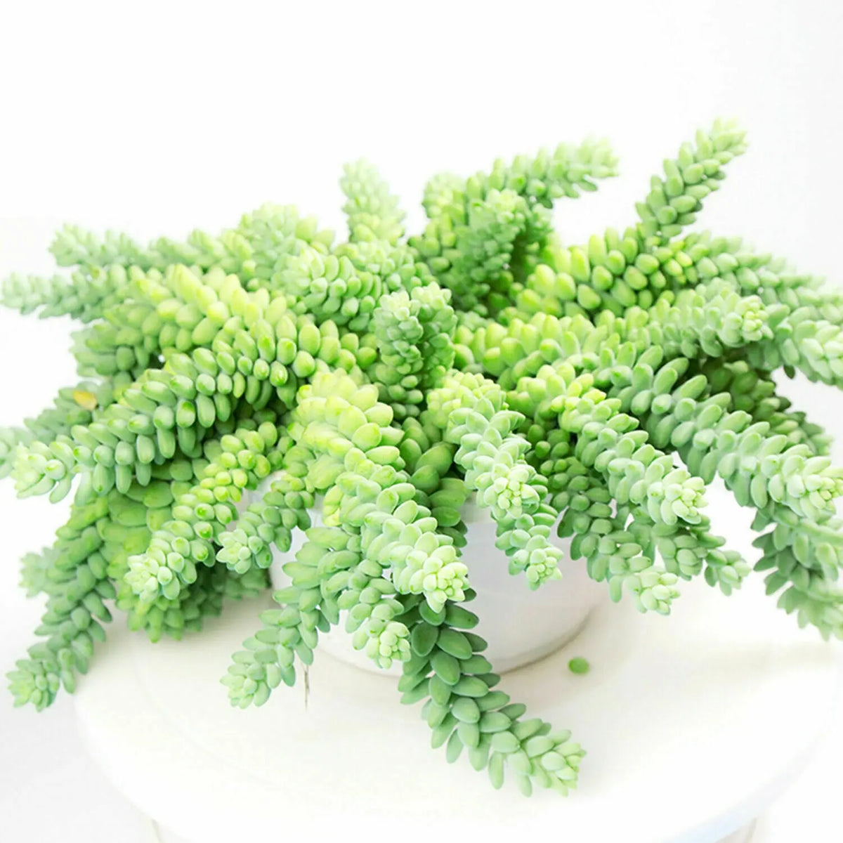 One (1) Beautiful 5&quot; Inch Donkey&#39;s Tail Succulent Plant Fresh Cutting (Sedum Morganianum) aka Burro&#39;s Tail The Succulent Isle