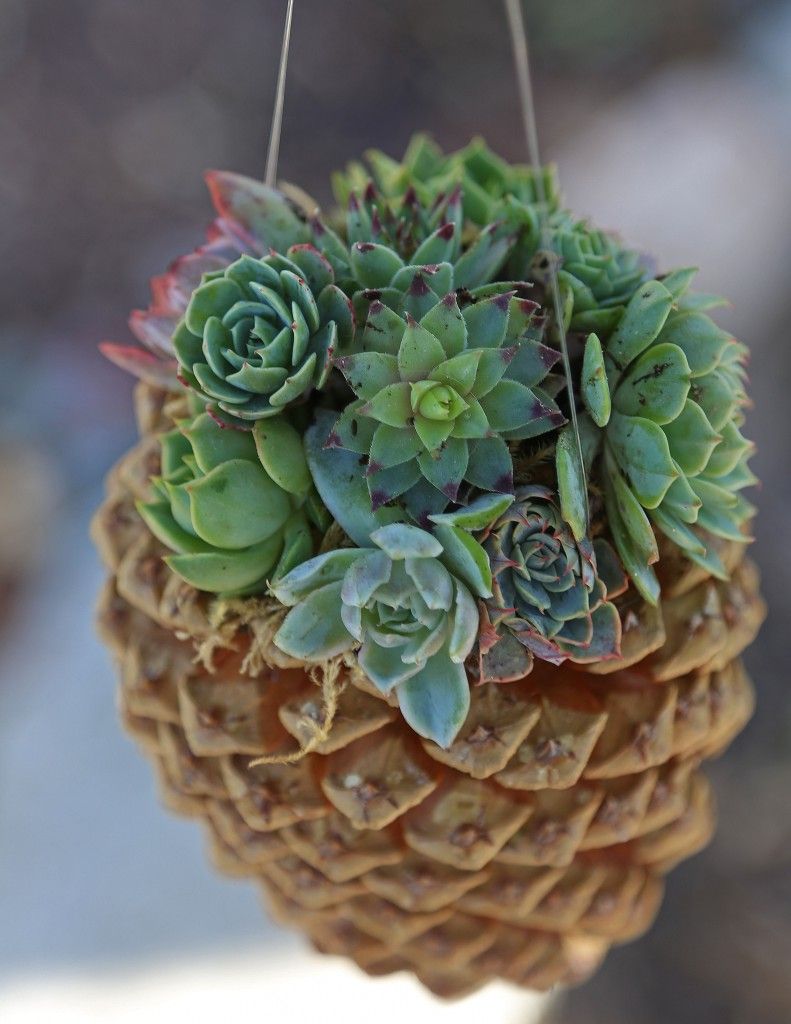 Three (5) Decorative Pine Cones Beautiful and Natural The Succulent Isle