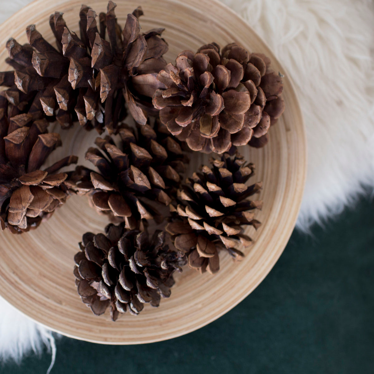 Three (5) Decorative Pine Cones Beautiful and Natural The Succulent Isle