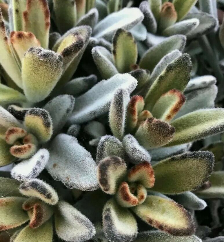One (1) Beautiful 3&quot; Inch Chocolate Soldier Yellow Succulent Panda Plant Cutting (Kalanchoe Tomentosa) The Succulent Isle