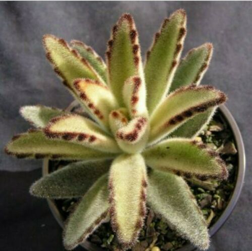 One (1) Beautiful 3&quot; Inch Chocolate Soldier Yellow Succulent Panda Plant Cutting (Kalanchoe Tomentosa) The Succulent Isle